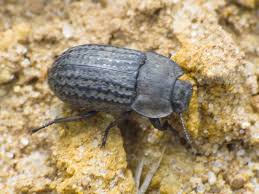 Attēlu rezultāti vaicājumam “Opatrum sabulosum”