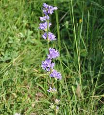 Attēlu rezultāti vaicājumam “Campanula cervicaria bud”