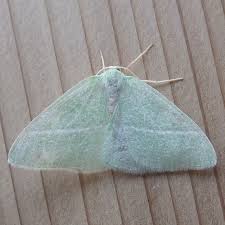 Attēlu rezultāti vaicājumam “Choerades sp.”