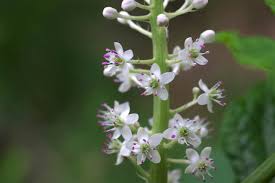 Attēlu rezultāti vaicājumam “Phytolacca acinosa”