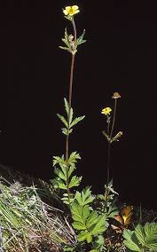 Attēlu rezultāti vaicājumam “Geum urbanum flower”