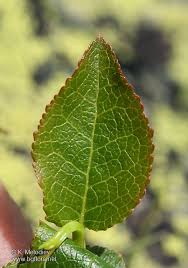 Attēlu rezultāti vaicājumam “Vaccinium myrtillus leaf”