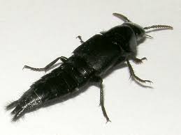 Attēlu rezultāti vaicājumam “Quedius dilatatus”