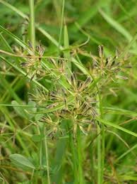 Attēlu rezultāti vaicājumam “Cyperus fuscus”