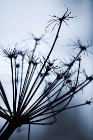 Attēlu rezultāti vaicājumam “Heracleum sosnowskyi flower”