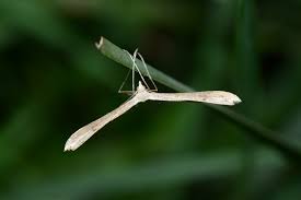 Attēlu rezultāti vaicājumam “Stenoptilia pterodactyla”