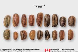 Attēlu rezultāti vaicājumam “Sisymbrium volgense leaf”