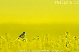 Attēlu rezultāti vaicājumam “Motacilla flava flava adult”