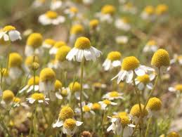 Image result for Matricaria recutita (chamomilla)