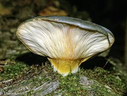 Attēlu rezultāti vaicājumam “Physarum sulphureum macro”