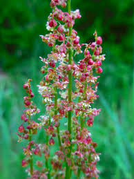 Attēlu rezultāti vaicājumam “Rumex acetosa flower”