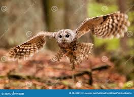 Attēlu rezultāti vaicājumam “Strix aluco”