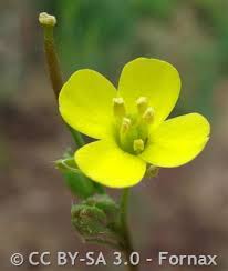 Attēlu rezultāti vaicājumam “Diplotaxis muralis fruit”