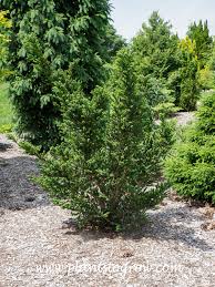 Attēlu rezultāti vaicājumam “Taxus baccata”