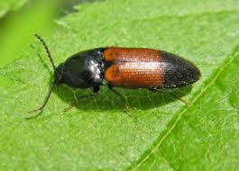 Attēlu rezultāti vaicājumam “Ampedus sp.”