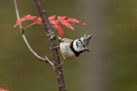 Attēlu rezultāti vaicājumam “Lophophanes cristatus”