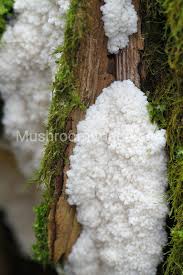 Attēlu rezultāti vaicājumam “Brefeldia maxima macro”