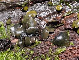 Attēlu rezultāti vaicājumam “Chlorencoelia versiformis”