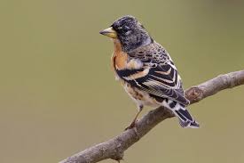 Attēlu rezultāti vaicājumam “Fringilla montifringilla male”