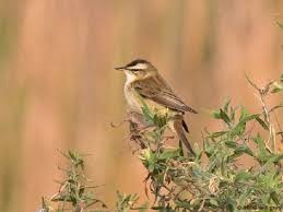 Attēlu rezultāti vaicājumam “Acrocephalus schoenobaenus adult”