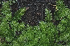 Attēlu rezultāti vaicājumam “Plagiomnium elatum”