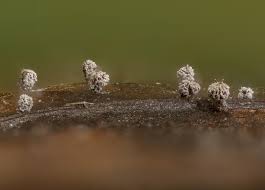 Attēlu rezultāti vaicājumam “Didymium spongiosum spores”