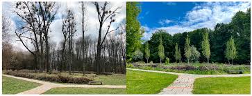 Attēlu rezultāti vaicājumam “Populus x petrowskyana”