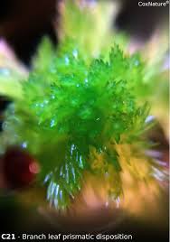 Attēlu rezultāti vaicājumam “Sphagnum cuspidatum”