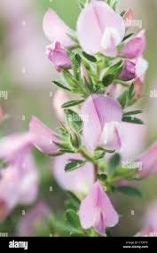 Attēlu rezultāti vaicājumam “Ononis arvensis”