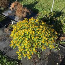 Attēlu rezultāti vaicājumam “Melampsoridium sp.”