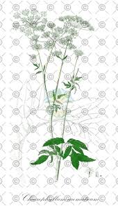 Attēlu rezultāti vaicājumam “Chaerophyllum aromaticum fruit”