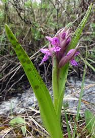 Attēlu rezultāti vaicājumam “Dactylorhiza cruenta flower”