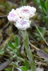 Attēlu rezultāti vaicājumam “Antennaria dioica male flower”
