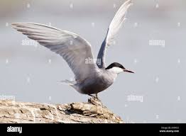 Attēlu rezultāti vaicājumam “Chlidonias hybrida adult”