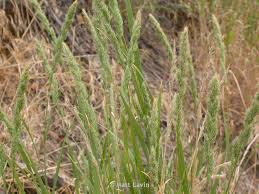 Attēlu rezultāti vaicājumam “Grimmia muehlenbeckii sporophyte”