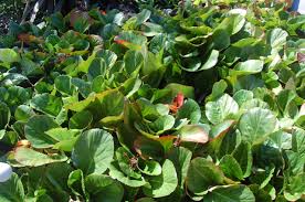 Attēlu rezultāti vaicājumam “Bergenia crassifolia”