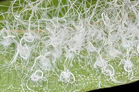 Attēlu rezultāti vaicājumam “Diachea sp.”