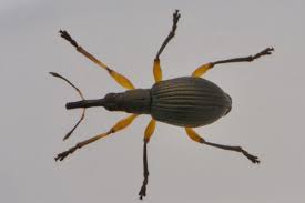 Attēlu rezultāti vaicājumam “Protapion sp.”