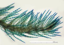 Attēlu rezultāti vaicājumam “Blepharostoma trichophyllum”