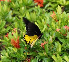 Attēlu rezultāti vaicājumam “Papilionidae”