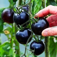 Afbeeldingsresultaat voor black elephant tomato