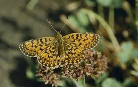 Attēlu rezultāti vaicājumam “Boloria eunomia upperside”