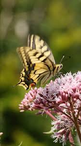 Attēlu rezultāti vaicājumam “Papilio machaon underside”
