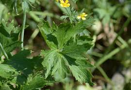 Attēlu rezultāti vaicājumam “Ranunculus polyanthemos”