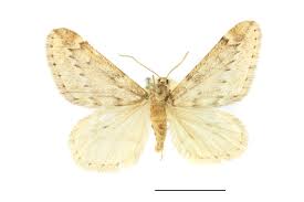 Attēlu rezultāti vaicājumam “Alsophila aescularia”