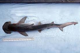 Image result for Sphyrna corona