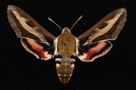 Attēlu rezultāti vaicājumam “Hyles gallii”