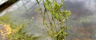 Attēlu rezultāti vaicājumam “Verrucaria hydrela”