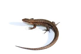 Attēlu rezultāti vaicājumam “Lacerta vivipara female”