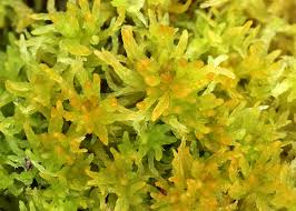 Attēlu rezultāti vaicājumam “Sphagnum tenellum”